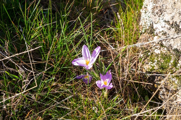 Grupa krokusów liliowych odmiana botaniczna Tommasinianus Najwcześniej kwitnące krokusy z rodziny Iridaceae