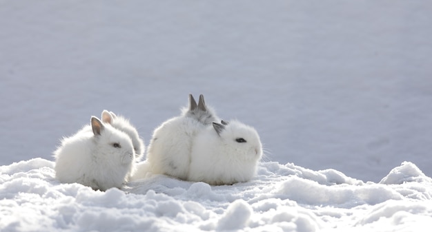grupa królików na śniegu