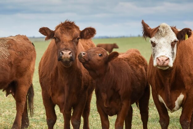 Grupa krów patrzących w kamerę Prowincja Buenos Aires Argentyna