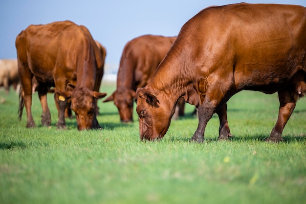Grupa krów zwierząt domowych wypasanych i jedzących żywność ekologiczną na polu