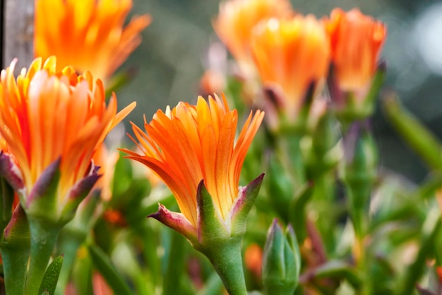 Grupa kwiatów rośliny pigface orange lub mesem Mesembryanthemum z rodziny Aizoaceae wczesną wiosną z pąkiem wciąż zamkniętym, ale zaczynającym się otwierać