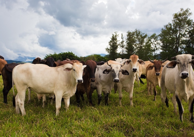 Grupa ładnych brazylijskich krów na pastwisku w pochmurny dzień