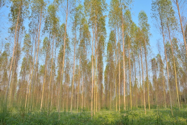 Grupa lasów eukaliptusowych posadzona w długich rzędach