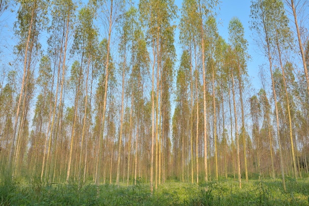 Grupa Lasów Eukaliptusowych Posadzona W Długich Rzędach