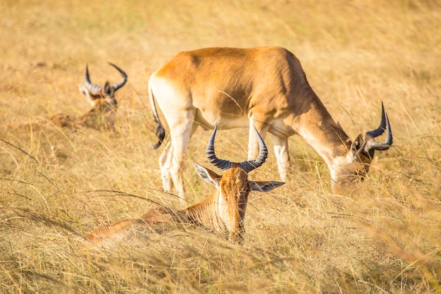 Grupa łosi jedzących w parku narodowym Masai Mara, dzikie zwierzęta na sawannie. Kenia