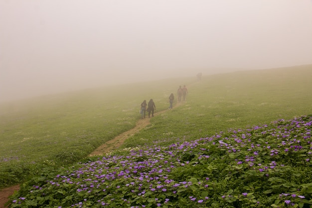 Grupa ludzi idąca ścieżką z kwiatów bzu, zielonych roślin i zachmurzonego nieba