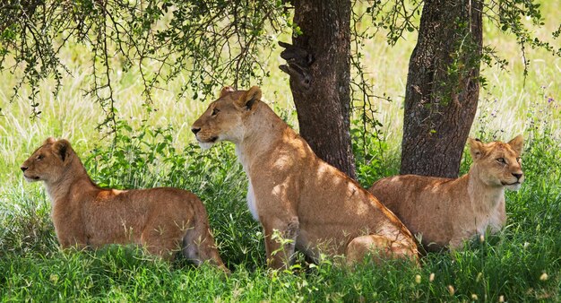 Grupa lwic na sawannie. Park Narodowy. Kenia. Tanzania. Masai Mara. Serengeti.