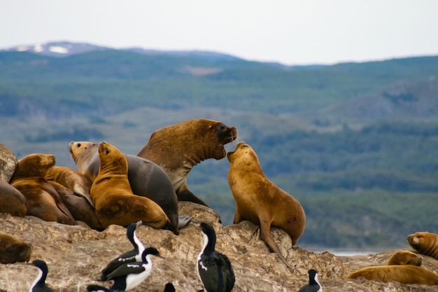 Grupa lwów morskich na skałach w Patagonii Fuegian