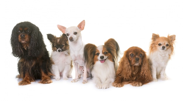 Zdjęcie grupa małych psów