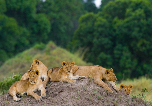 Grupa młodych lwów na wzgórzu. Park Narodowy. Kenia. Tanzania. Masai Mara. Serengeti.