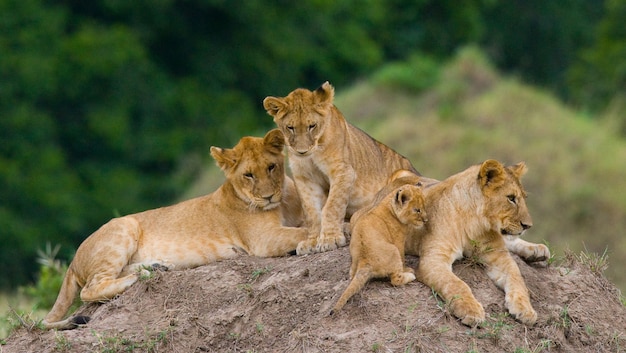 Grupa młodych lwów na wzgórzu. Park Narodowy. Kenia. Tanzania. Masai Mara. Serengeti.