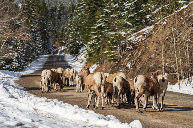 grupa młodych owiec bighorn na zaśnieżonej górskiej drodze góra norquay scenic drive banff kanada