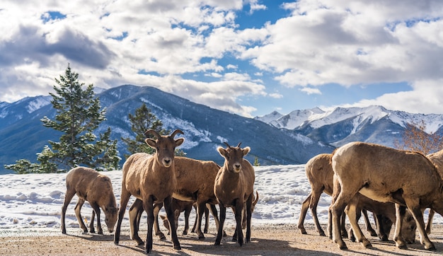 grupa młodych owiec bighorn na zaśnieżonej górskiej drodze góra norquay scenic drive banff kanada