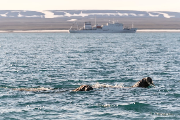 Grupa morsa pływanie na Morzu Arktycznym ze statkiem wycieczkowym w tle.