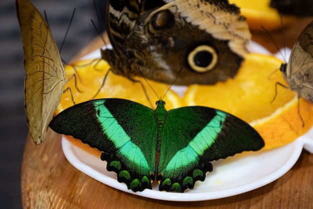 Grupa motyli siedzi na plasterku pomarańczy i je nektar