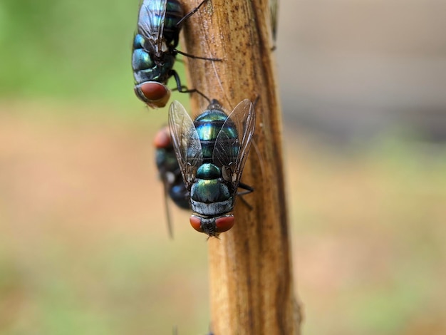 Grupa much jest na łodydze z obiektem w zielone i niebieskie paski