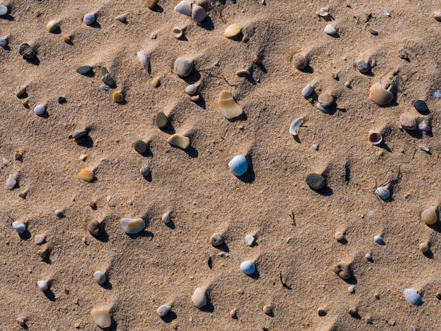 Grupa muszli na piasku na plaży