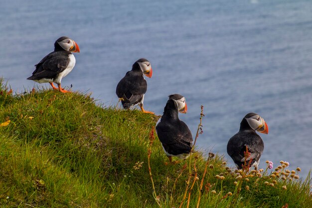 Zdjęcie grupa papugów siedzi na łące w latrabjarg, na wybrzeżu zachodnich fjordów w islandii.