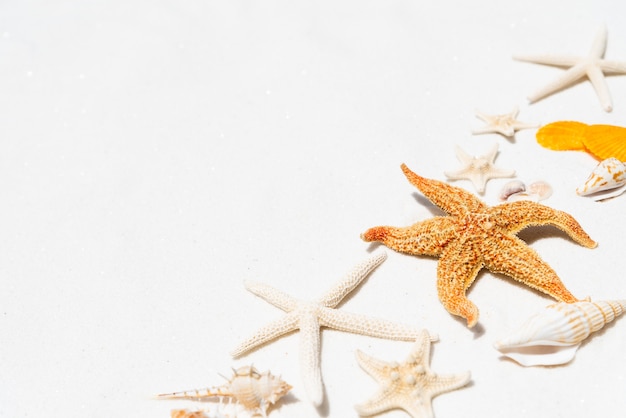 Grupa piękny seashell i rozgwiazda na białym piaskowatej plaży tle