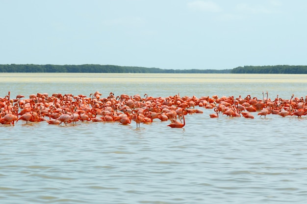 Grupa pięknych różowych flamingów w Celestun