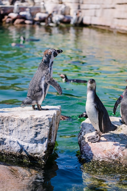 Grupa Pingwinów W Parku Zoo