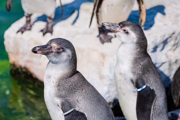 Grupa Pingwinów W Parku Zoo