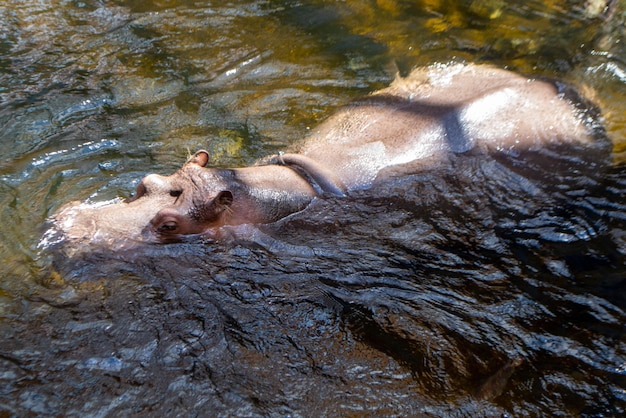 Grupa pospolitego Hippopotamus amphibius lub hipopotama w południowej Luangwa. Wysokiej jakości zdjęcie