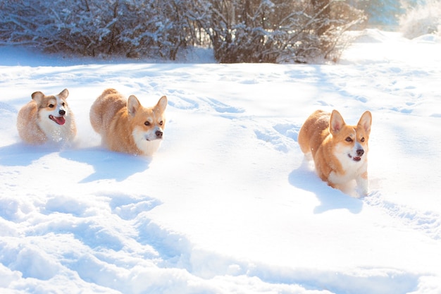 Grupa Psów Corgi Biegających W śniegu Na Spacerze W Zimie