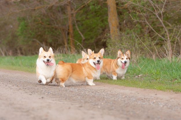 Grupa psów rasy walijski corgi na wiosennym spacerze po trawie