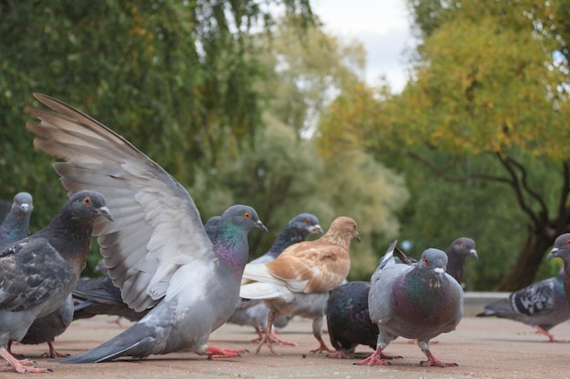 Grupa ptaków stoi na chodniku