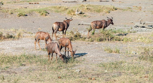 Grupa Red Hartebeest w Kruger Nation Park RPA