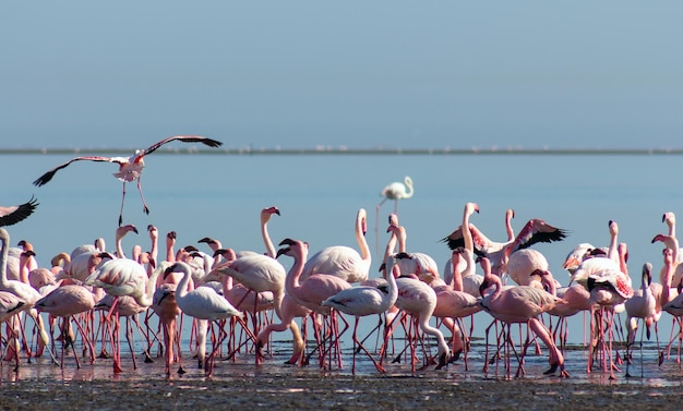 Grupa różowych ptaków flamingów w błękitnej lagunie w słoneczny dzień