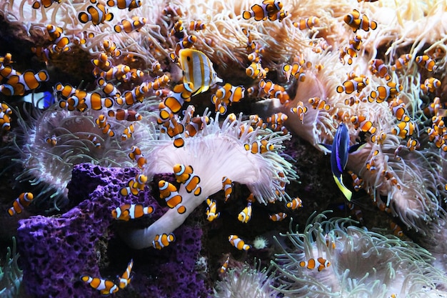 Grupa ryb pływa wokół fioletowej i fioletowej rafy koralowej.