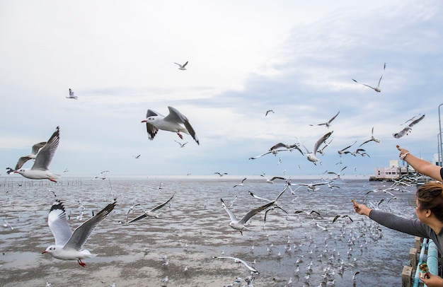 Grupa Seagull Ptak Lata.