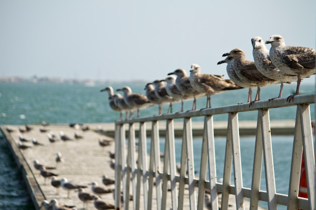 Grupa seagulls na molo