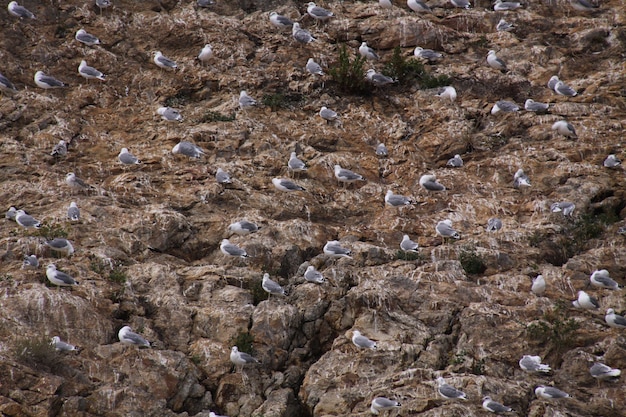 Grupa seagulls na skale