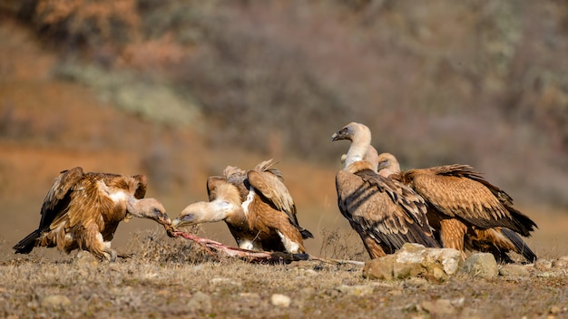 Grupa Sępa Płowego Gyps Fulvus