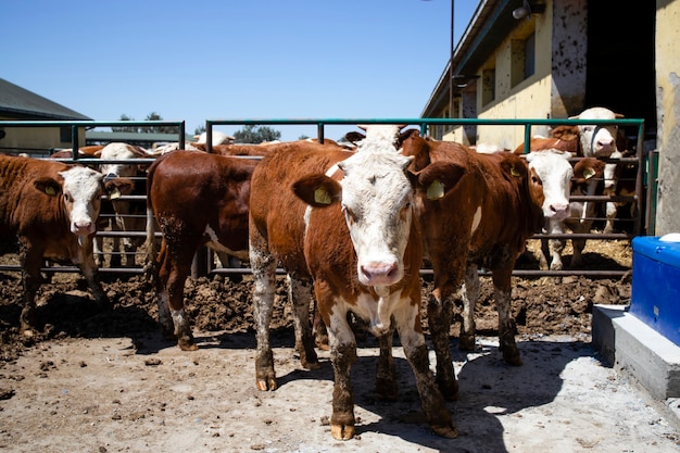Grupa Silnych Umięśnionych Byków Zwierząt Domowych Do Produkcji Mięsa W Gospodarstwie Ekologicznym.