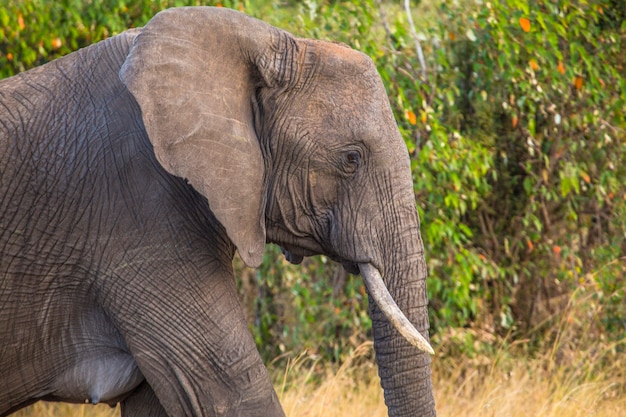 Grupa słoni afrykańskich w parku narodowym Masai Mara, dzikie zwierzęta na sawannie. Kenia