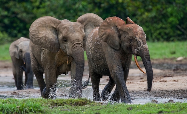 Grupa słoni leśnych na skraju lasu. Republika Konga. Rezerwat Specjalny Dzanga-Sangha. Republika Środkowoafrykańska.