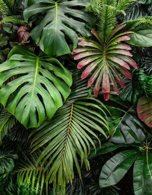 Zdjęcie grupa tła ciemnozielonych liści tropikalnych palma monstera liść kokosowy palma paprocia