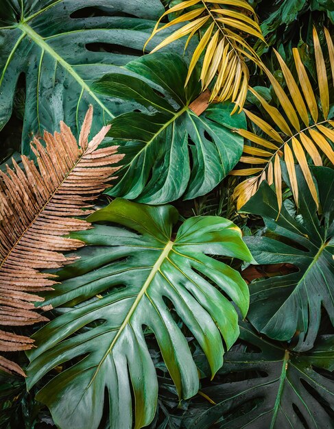 Grupa tła ciemnozielonych liści tropikalnych palma monstera liść kokosowy palma paprocia