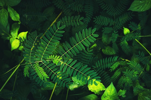 Grupa tło ciemnozielonych liści tropikalnychPiękna tekstura liści w przyrodzie