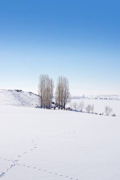 Grupa topoli w miękkim, spokojnym i śnieżnym środowisku w okresie zimowym
