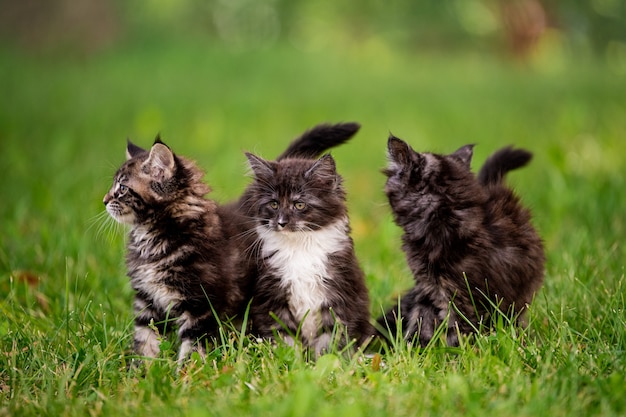 Grupa Trzech Puszystych Kociąt Maine Coon Spacery Po Zielonej Trawie.