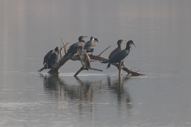 Zdjęcie grupa wielkich kormoranów (phalacrocorax) w „estany d´ivars.