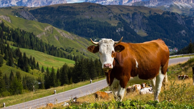 Grupa włoskich krów na pastwisku. góry Dolomity, Włochy