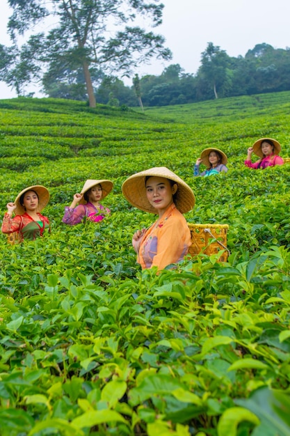 Zdjęcie grupa zbieraczy herbaty stojąca w środku ogrodu herbaty w pracy w ciągu dnia