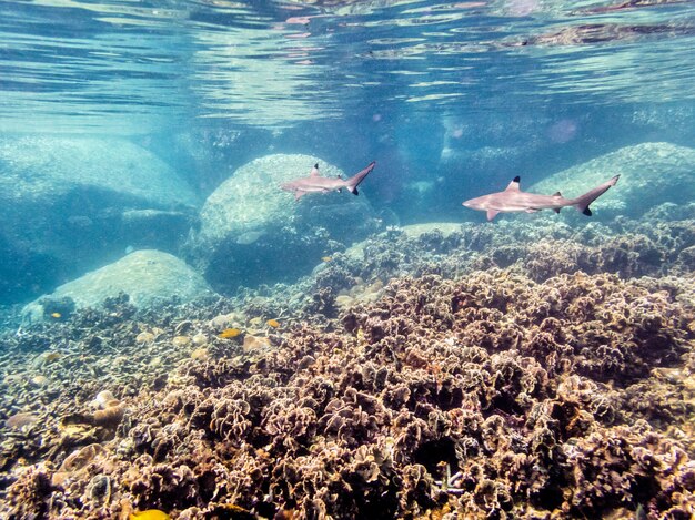 Grupa Zdjęć Podwodnych Blacktip Reef Shark Lub Carcharhinus Melanopterus To Ryba Morska