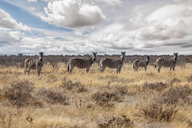 Grupa Zebr W Parku Narodowym Etosha W Namibii